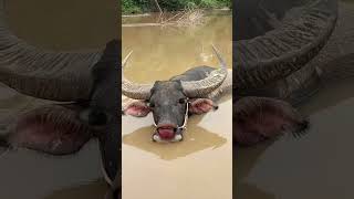 Buffalo must funny videos #ytviral #funny ,#buffalo #buffalobills #petslover #funnyanimal #animals