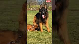 Pitbull VS Doberman Powerful and Strongest dog breeds viral shorts #shorts