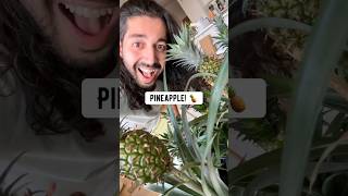 Growing pineapples in your house! 😲🍍 creative explained