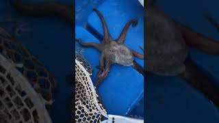 Fishing a little Octopus & setting it free. Ένα μικρό χταποδάκι που περιμένει να γίνει 5 κιλά. 😂😂