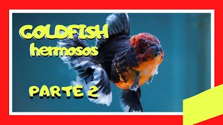 😍GOLDFISH HERMOSOS parte 2😍 - Los mejores peces GOLDFISH