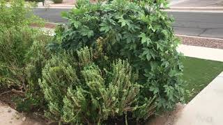 How to Grow Roselle Hibiscus in the Desert