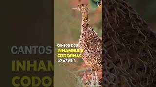 Cantos dos Inhambus, codornas, macucos e outros Tinamídeos do Brasil