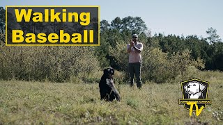 Walking Baseball & Casting Into The Wind