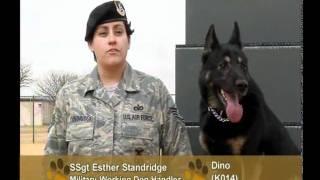 Four Legged Airmen