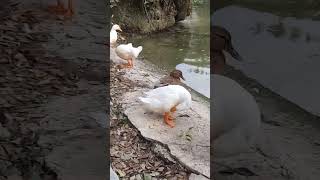 Ducks usually do after swimming #duck #animals #nature #shorts #viral