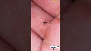 Peguei uma aranha SEM VENENO na mão #shorts #aranha #handling #spider