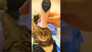 Funny Animals 2024 😂 - Funniest Cats and Dogs video 🐱 🐶 #shorts