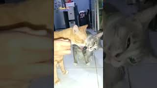 Merebut Makanan Enak #shots #cat #catkucing #catlover #cats #animals #catvideos