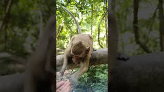 Feeding wild monkeys in Amber troop ep220 #monkeyaction #monkey #animals