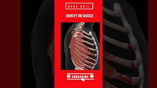 identify the Muscle in the image #medicalquiz #anatomyquiz #neetpgpreparationstrategy #mbbsanatomy