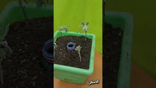 أضمن لك نجاح تجذير و اكثار أي نبات من الأغصان و بطريقة مضمونة 100% #اكسبلور #زراعة #plants