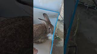 🐰🐰🐰🐰😍😍😍#rabbit #youtubeshorts #cute #animals #youtubeshorts