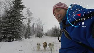 How fast are Inuit Sled Dogs?