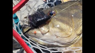 Fly Fishing for Smallmouth Bass Using  one and Two Fly Rig.