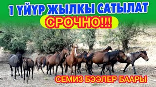 1 ҮЙҮР жылкы САТЫЛАТ // БААРЫ СЕМИЗ экен!