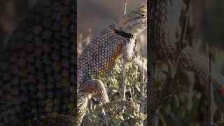 Lizards Masters of Camouflage #animals #wildanimalfacts #wildwildlife #animalsfacts #shorts