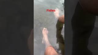 pedicure fishes & waterfall