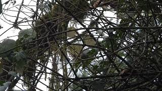 Buff-barred Warbler, Eaglenest, Arunachal Pradesh, March 2024