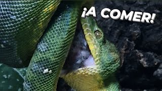 🐁 Alimentando Serpientes 🐍 Corallus & Morelia