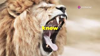 5 Interesting Facts About Lions 🦁