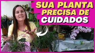 🟢 Como replantar a Vriesea Correia Araújo  | Sua Planta Precisa de CUIDADOS ❤