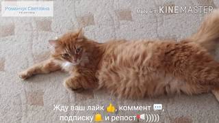 Коты, крысы, гули, синички, ёжик и неизвестное существо😉Different animals and an unknown creature)))