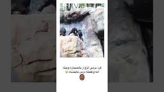 قرد يرمي الزوار بالحجارة 😂#shorts