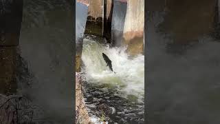 Ganaraska River Salmon Run 2023: Slo-mo Jumping Into Corbett’s Dam Fish Ladder