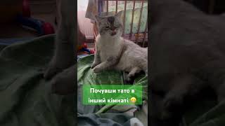 Лимонька-Батонька 🥰 #лимончик #cat #socute #catlover #love #cute #baby #catvideos #kitten