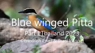 Blue-winged Pitta   Part I