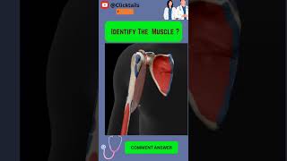 Identify the Muscle of upper limb quiz #anatomy #humananatomy #upperlimuscles