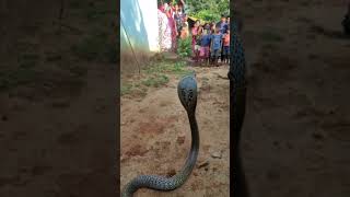 "This Cobra Rescue In Koraput Got 1 Million Views! What Happened Next Will Surprise You!" #viral