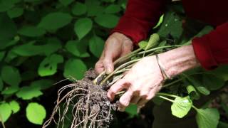 Harvesting wasabi