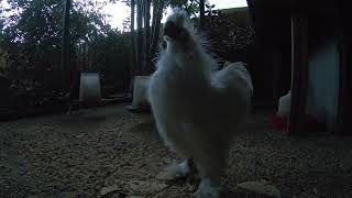 White Bantam Silkie Rooster Crowing In The Rain!