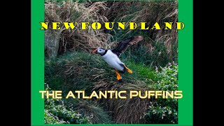 Uncover The Marvels Of Atlantic Puffins In Newfoundland On The Ultimate World Cruise