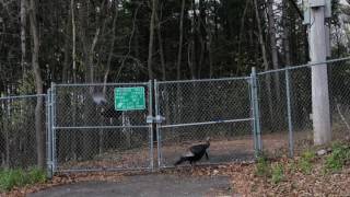 Turkeys Trying to Figure out How to Get Back Into the Nature Center