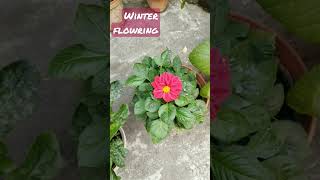 Winter flowering