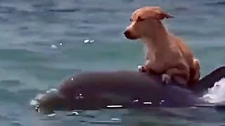 DOLPHIN🐬 RESCUES A DOG🐶 IN THE SEA | 👍ANIMALS