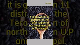 Kalanamak Rice || Black rice - 1 Nov 2022 Current Affairs #upsc #blackrice #currentaffairs #news