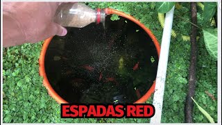 LINDO TANQUE DE ESPADAS RED NA FRENTE DA MINHA CASA