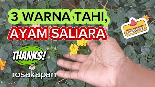 review 3 warna bunga tahi ayam dihalaman rumah