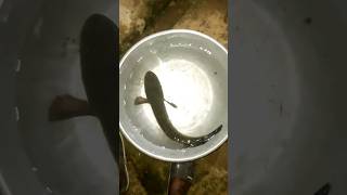 కొర్రమీను చేప పట్టినం #shortvideo #fishing