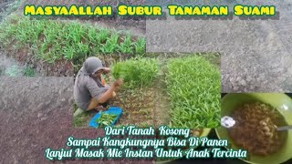 TANAMAN SUAMI IRT 3 ANAK || Dari Tanah Kosong Menjadi Tempat Sayur Mayur Yang Segar || Rebus Mie