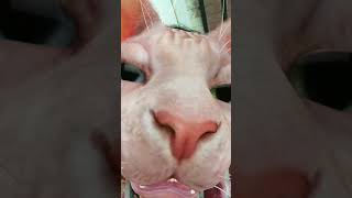 #catvideo #animation #catvideo  #trending #viralinalloverworld #fyp