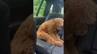 Dog can't keep its eyes open after long day at daycare! #shorts #dogs #dog