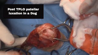 live stream patellar luxation after TPLO surgery