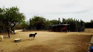 seguimos grabando videos para la próxima canción Cruzando la guarda raya  / Tanque nuevo SLP /