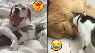 Epic Cats and Dogs Moments - Cutest Creatures 😍