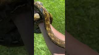 Kayuadi Reticulated Python #shorts #pets #snake #animals #python